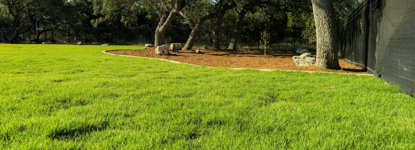 A freshly sodded lawn curving up to a mulched bed under mature live oaks along a black metal fence