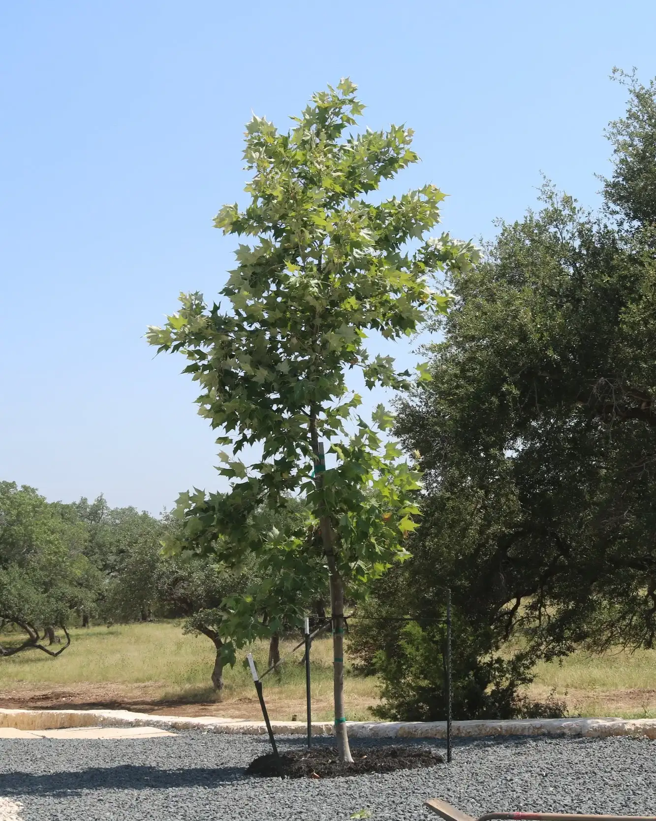 A newly planted shade tree, staked and mulched in a gravel bed, with live oaks and open pasture behind it