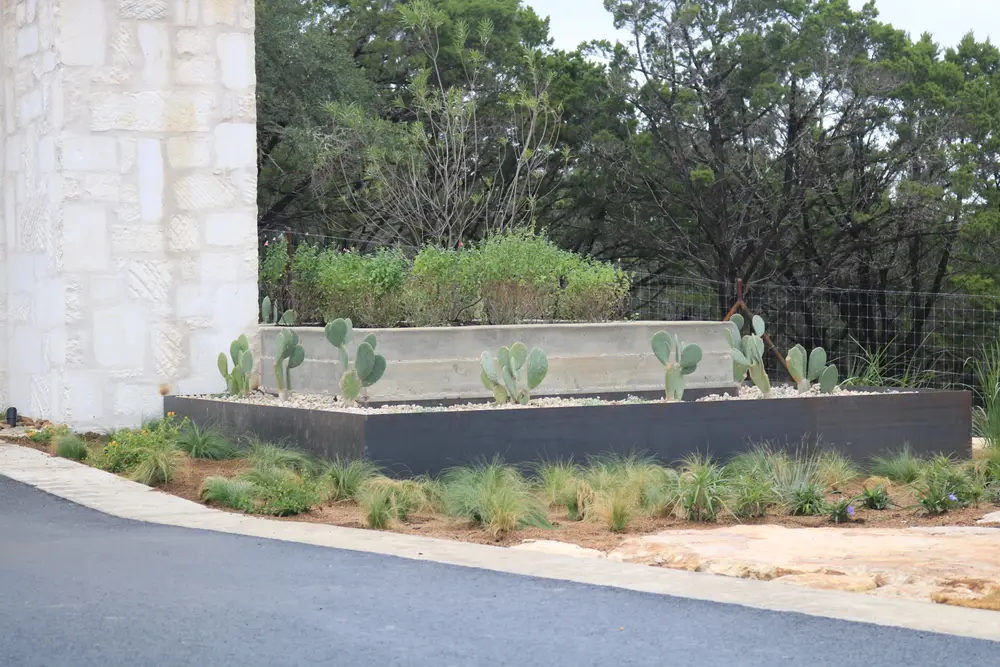 Long limestone planter wall filled with native grasses and prickly pear