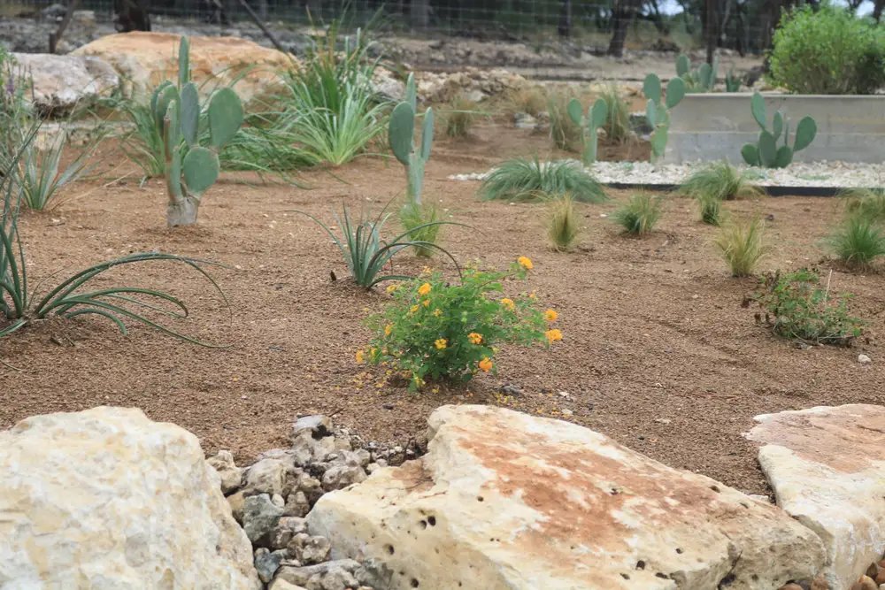 Newly planted bed of agave and native perennials among limestone boulders