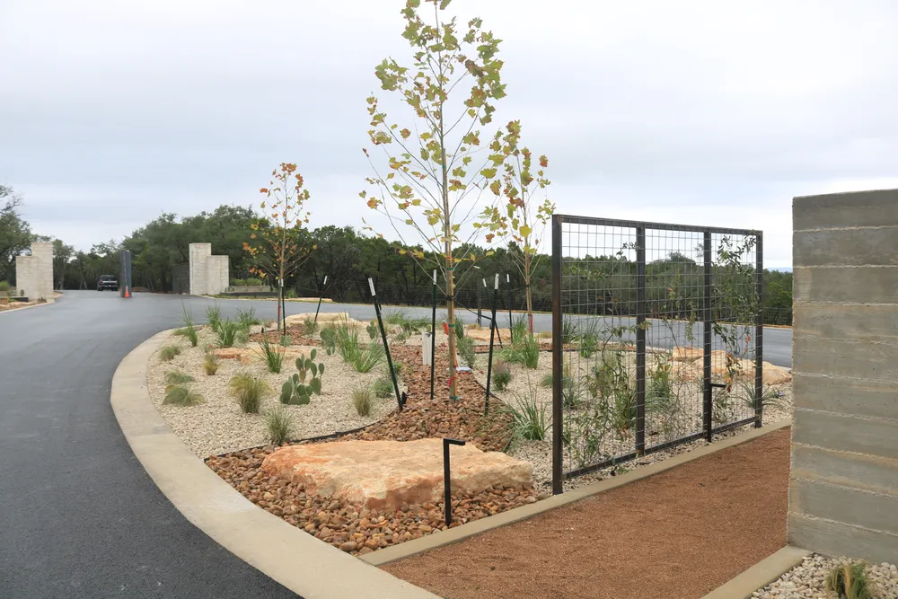Young trees staked in a mulched bed behind a black metal fence