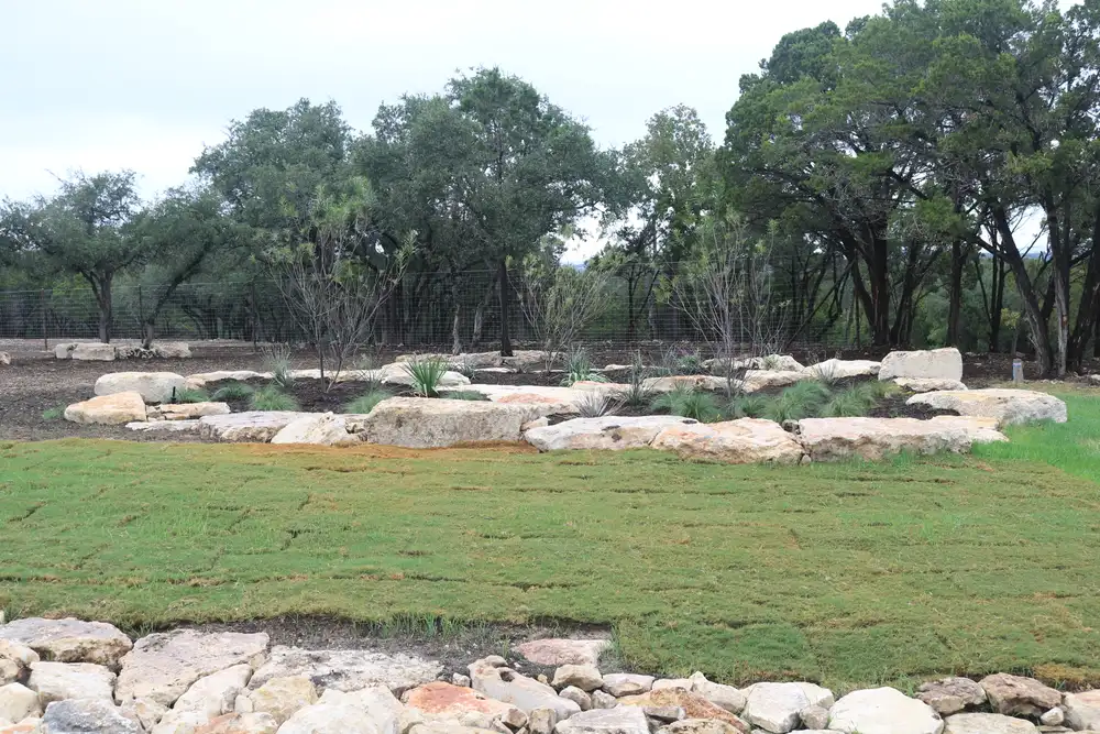New lawn edged with limestone boulders under Hill Country oaks