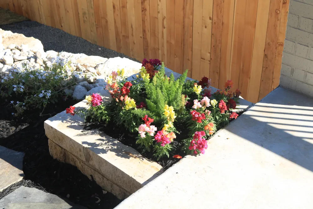 Limestone planter packed with mixed flowering annuals